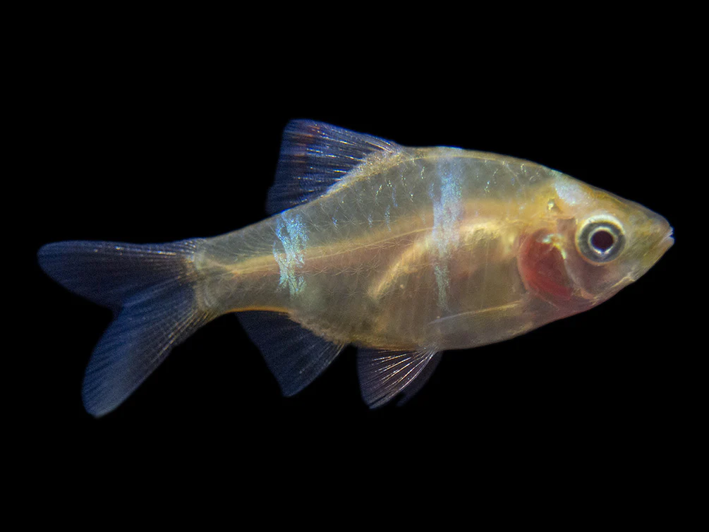 Albino Tiger Barb (Puntigrus tetrazona), Tank-Bred