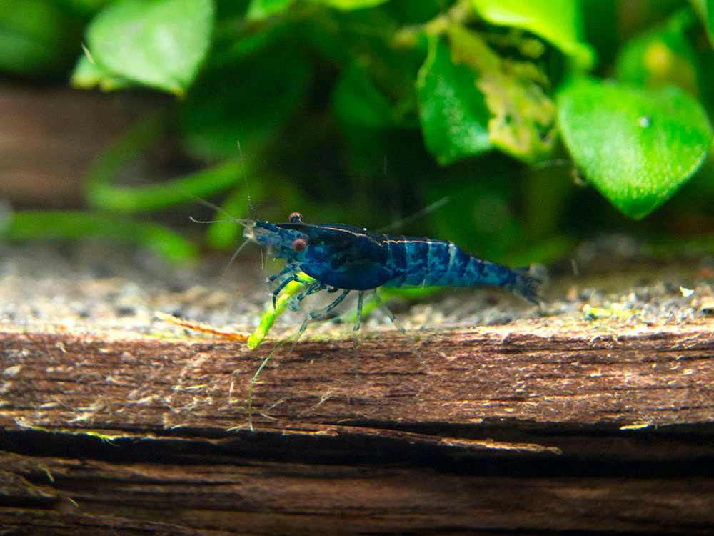 Dream Blue Velvet Shrimp Breeder Combo Box