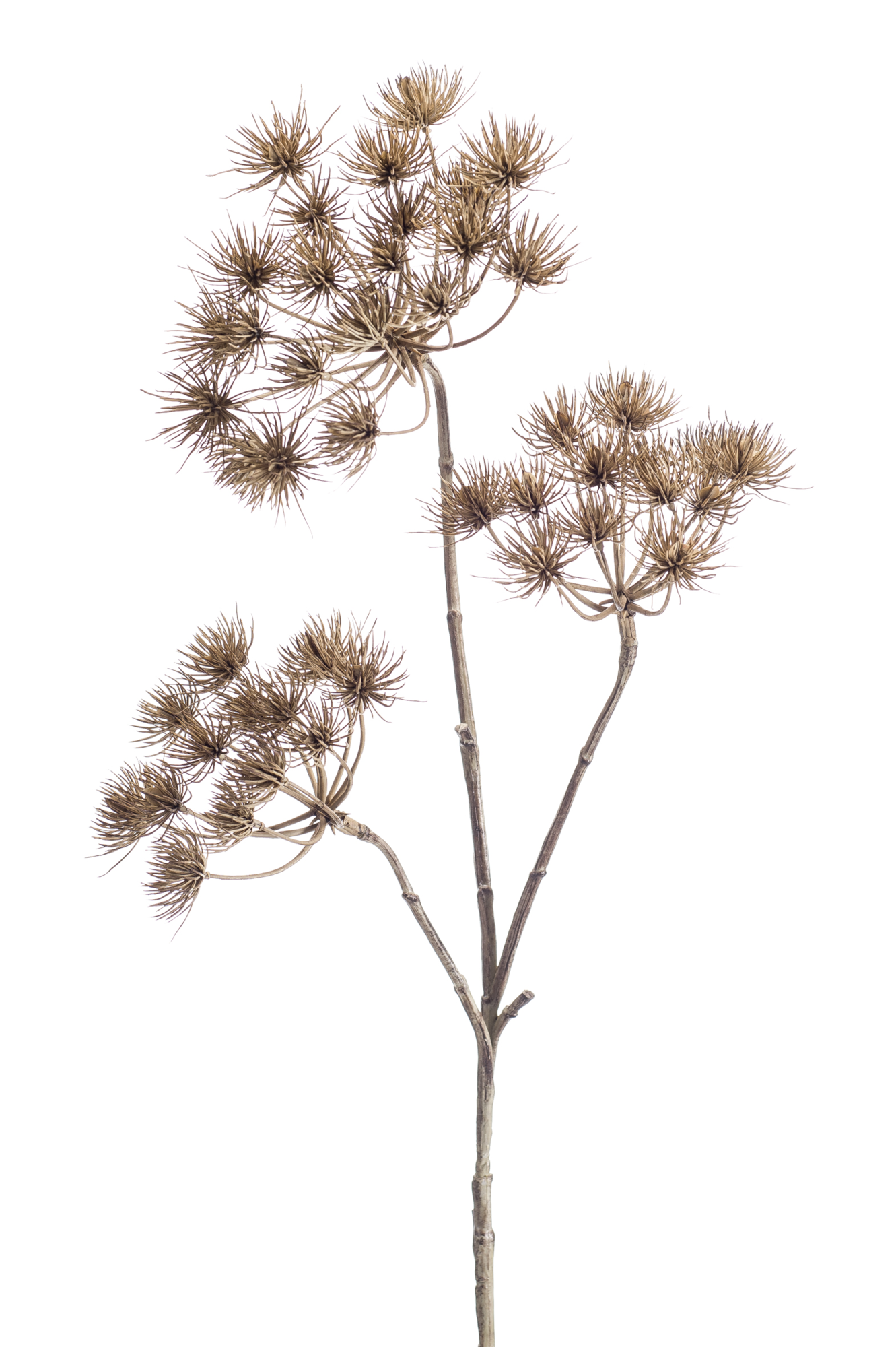 Heracleum brown