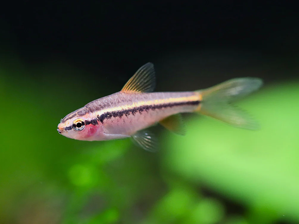Longfin Cherry Barb (Puntius titteya) – Tank-Bred