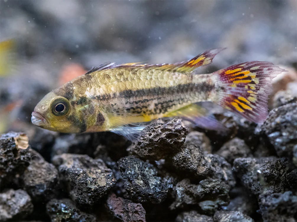 Cockatoo Dwarf Cichlid (Apistogramma cacatuoides)