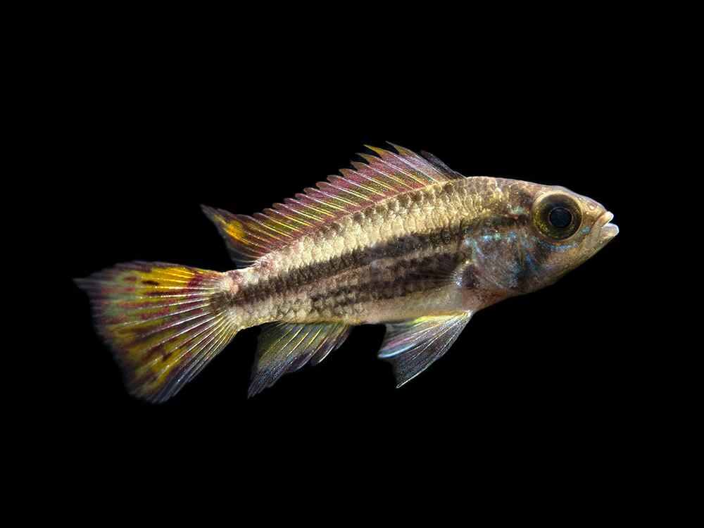 Cockatoo Dwarf Cichlid (Apistogramma cacatuoides)