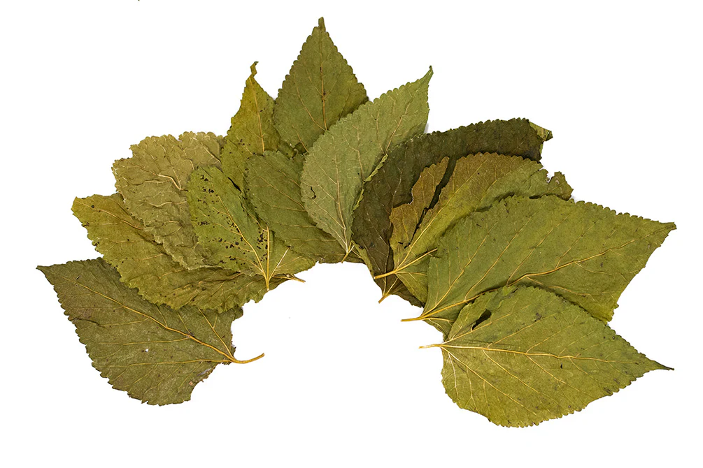 Mulberry Leaves