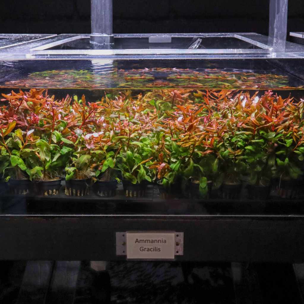 Ammannia Gracilis