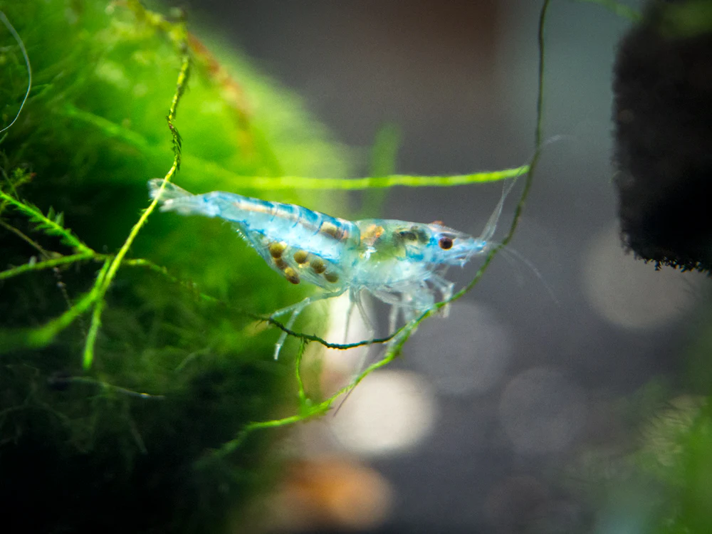 Sky Blue Velvet Shrimp Breeder Combo Box