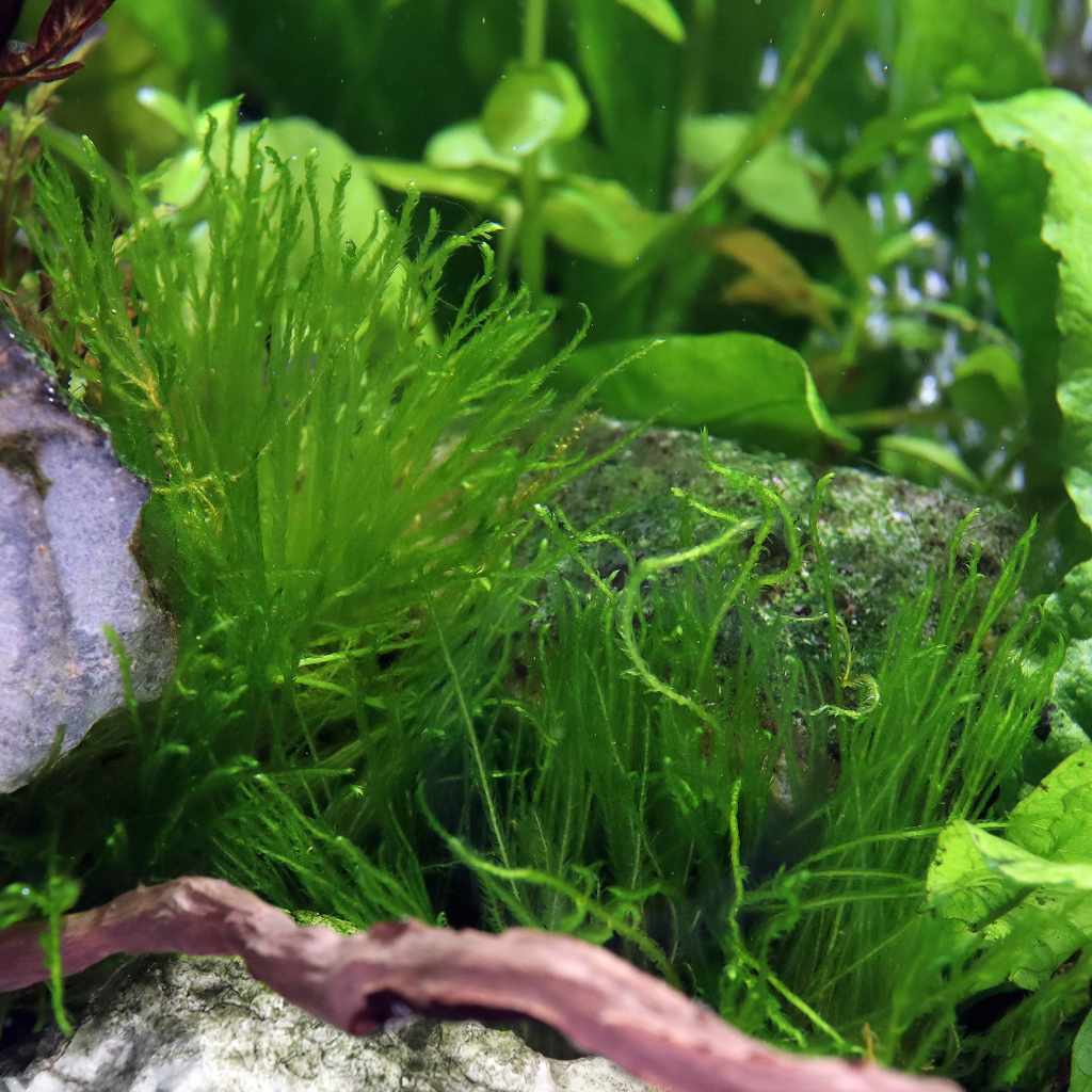Taxiphyllum 'Spiky Moss' Tissue Culture