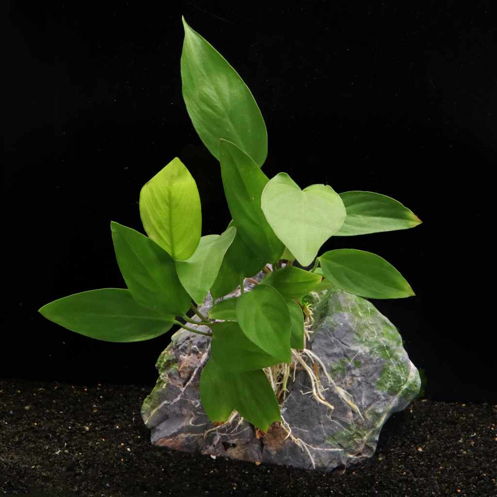 Anubias Hastifolia
