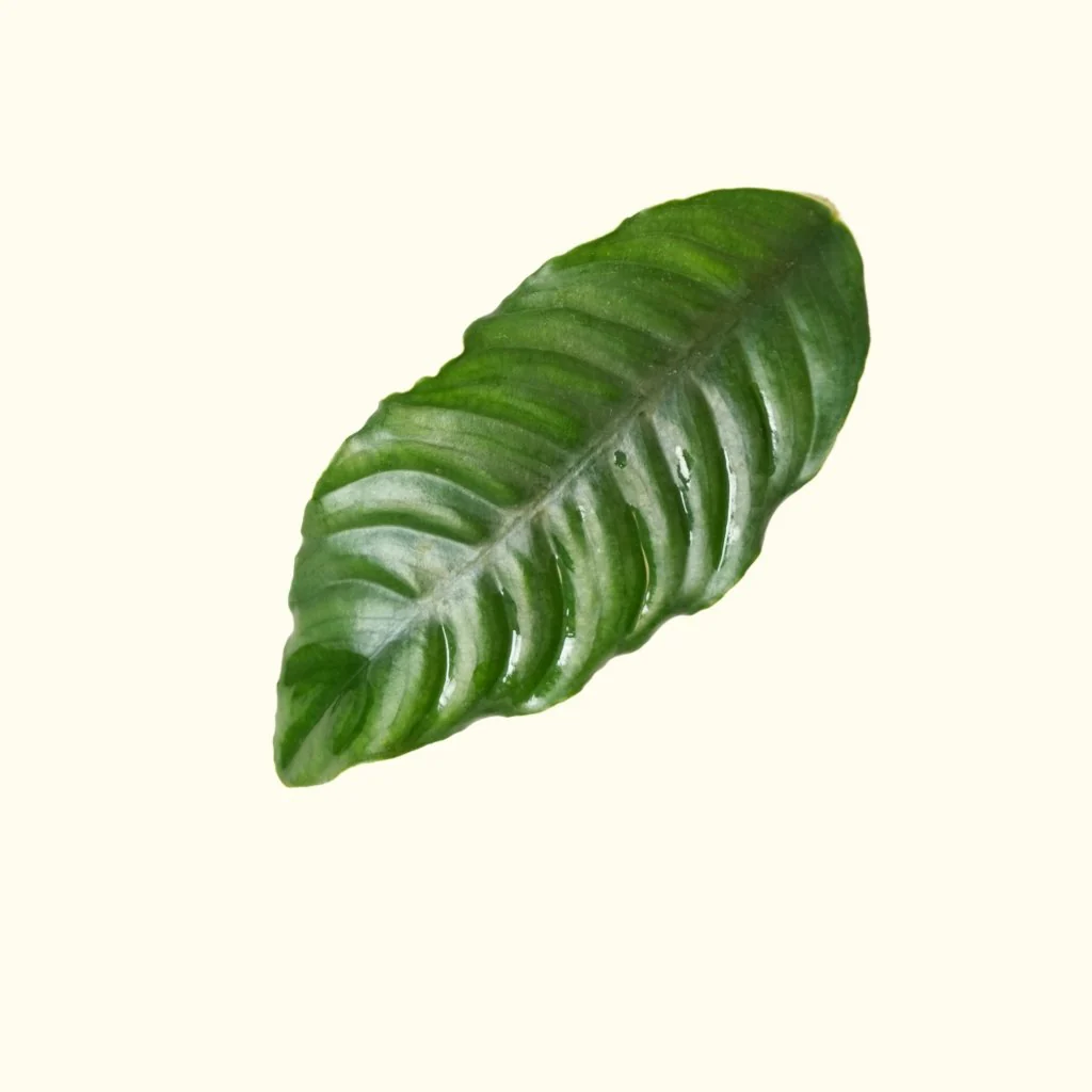 Anubias Coffeefolia