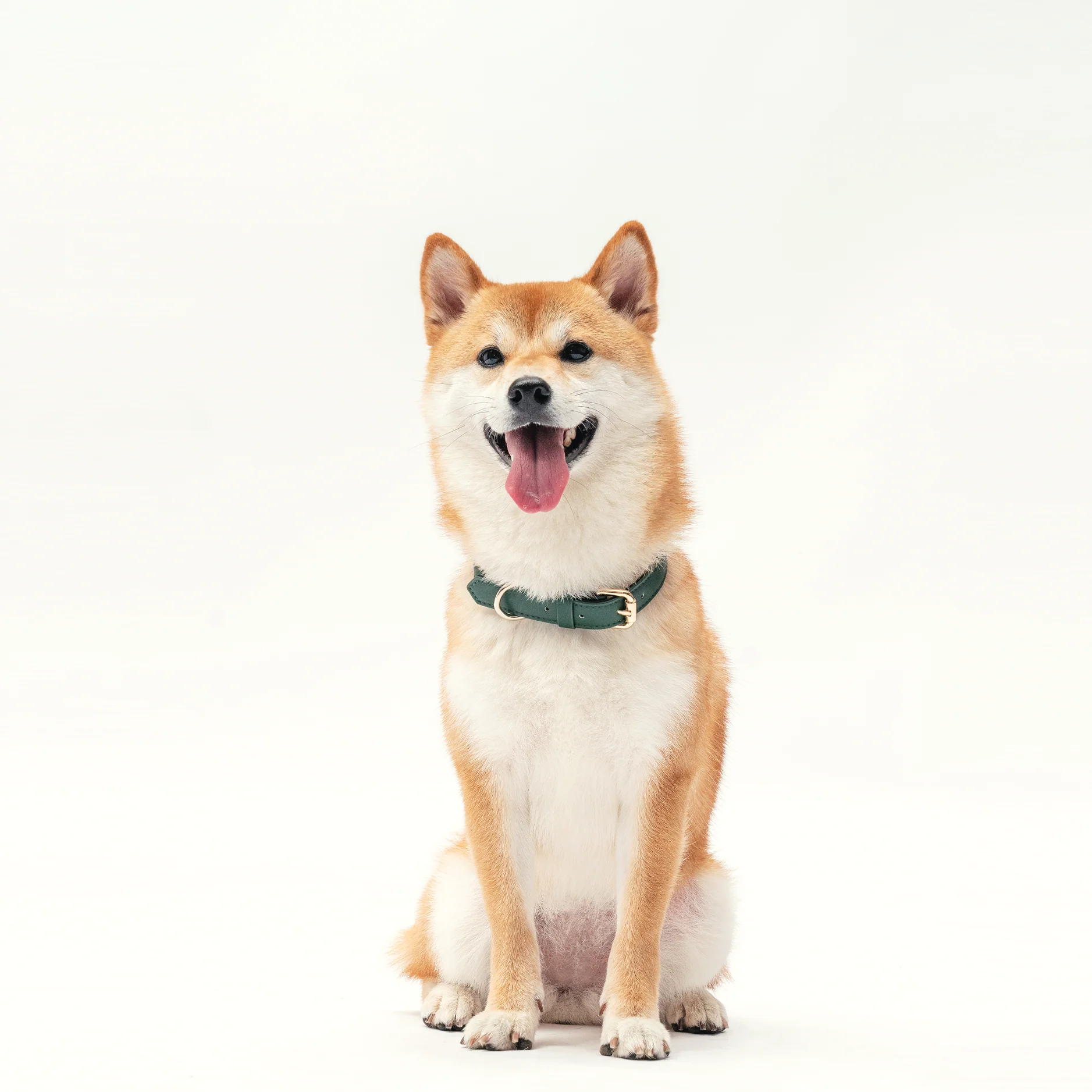 Pet