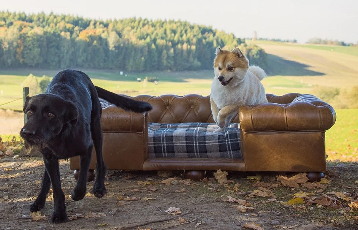 Luxury Chesterfield Leather Dog Bed Vintage Brown / Dark Brown / Multicolored 134 x 104 x H. 37 cm - Rectangular Genuine Leather Dog Bed - Luxury Chesterfield Leather Pet Furniture