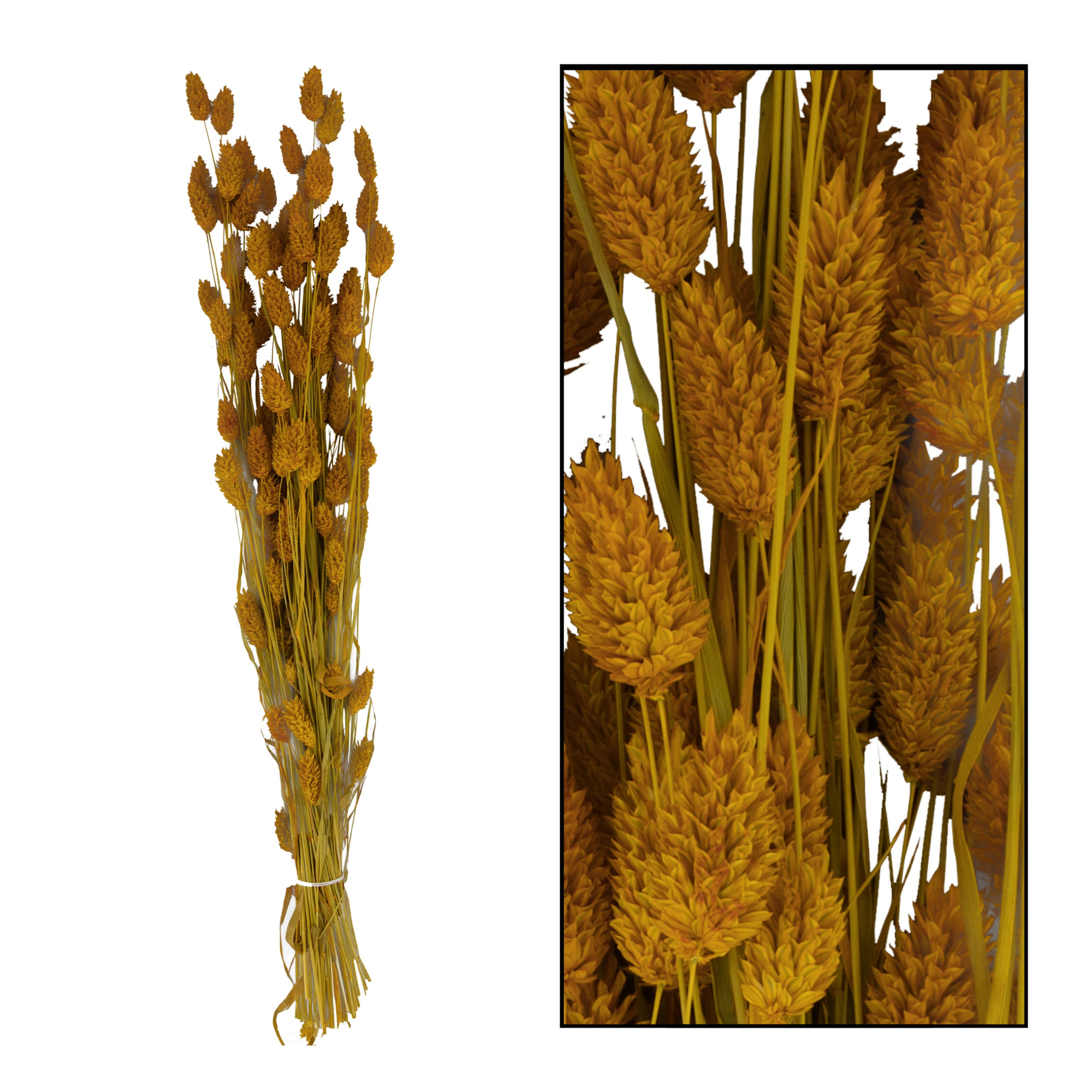 Bunch phalaris nature