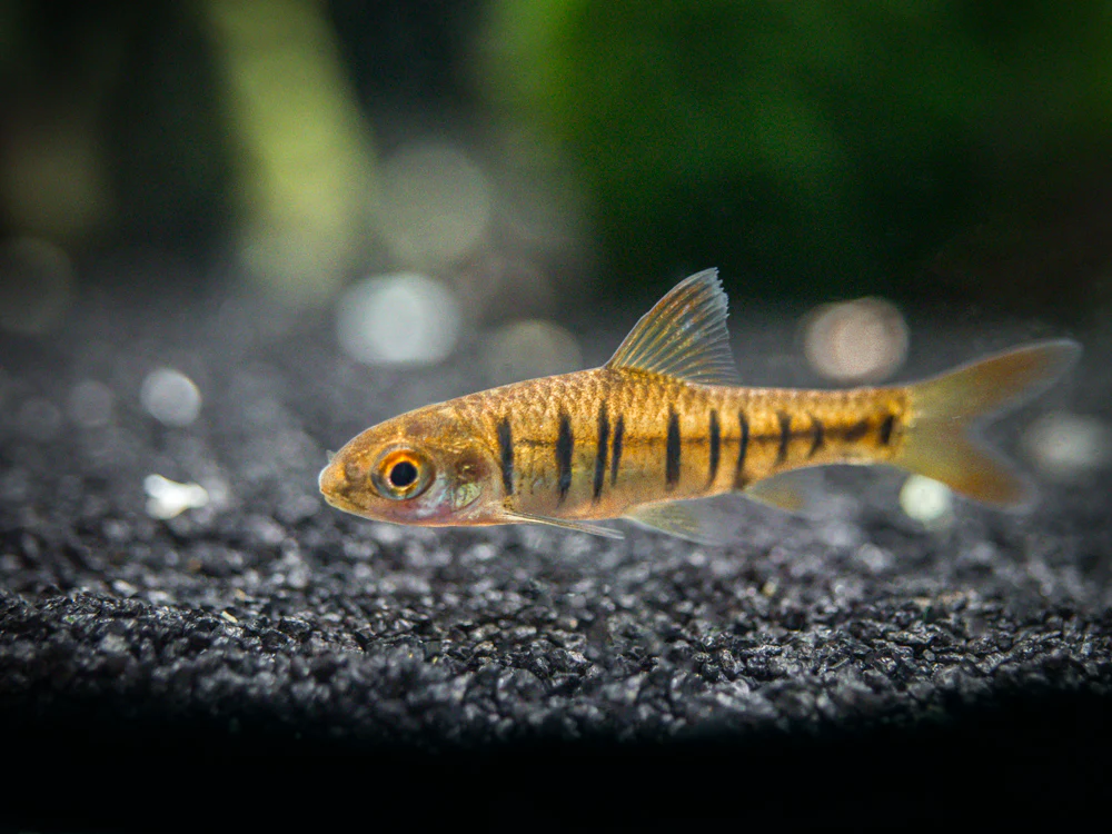 African Banded Barb (Barbus fasciolatus) - Tank-Bred