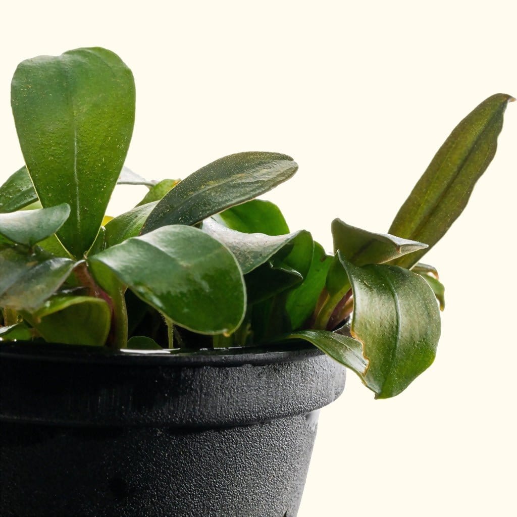 Bucephalandra Black Pearl
