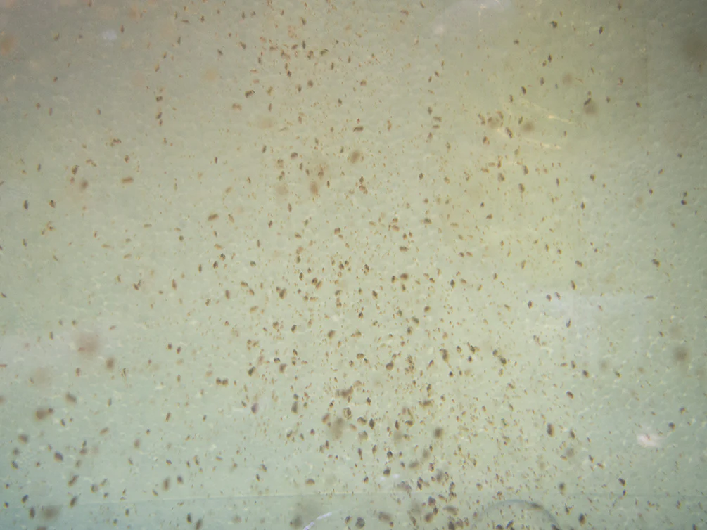 Live Daphnia AKA Water Flea (Daphnia magna) Culture - Aquatic Arts