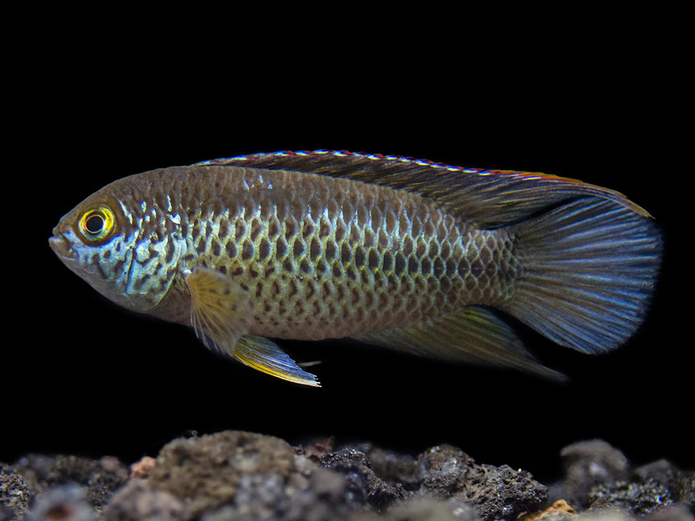 Golden Dwarf Cichlid (Nannacara anomala), - Tank Bred
