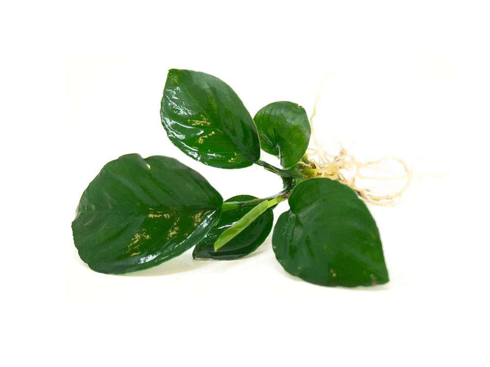 Anubias Beginner Combo Pack