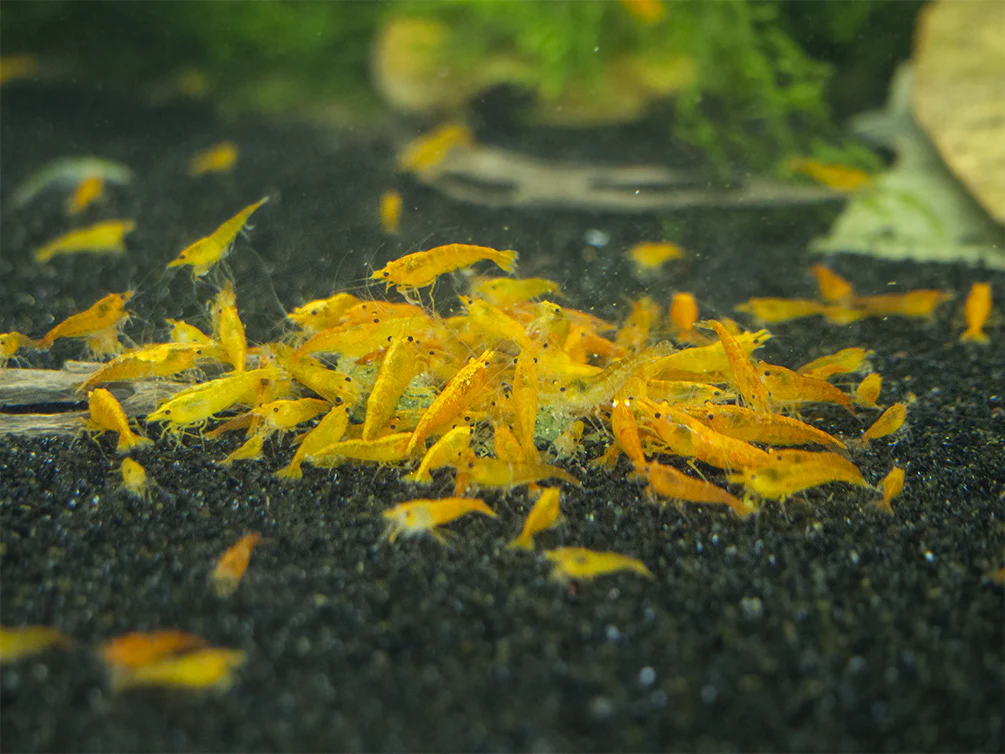 Shrimp Envy - Sample Pack