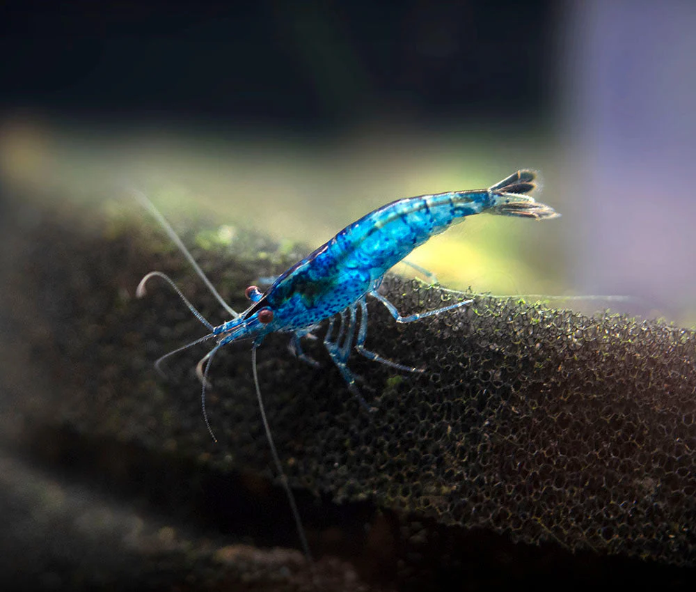 Dream Blue Velvet Shrimp Breeder Combo Box