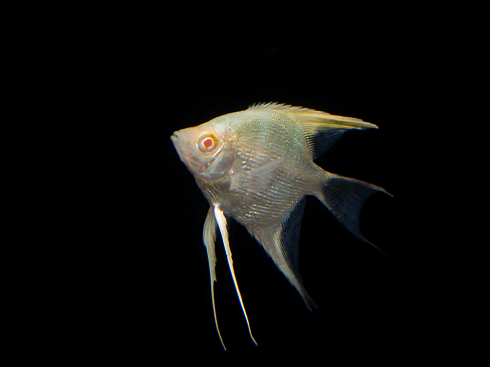 Albino Angelfish (Pterophyllum scalare), Tank Bred