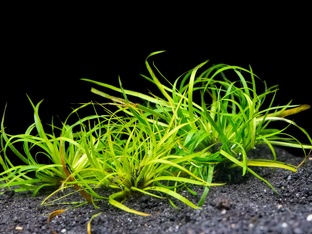 Anubias sp.