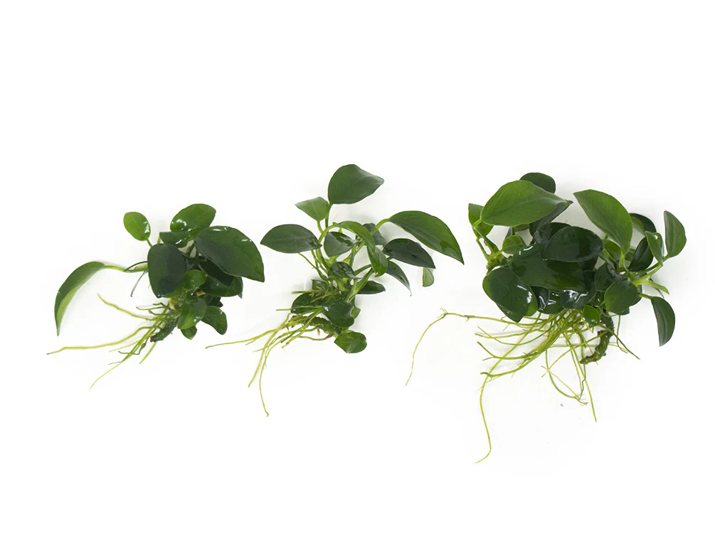 Petite Anubias Nana (Anubias barteri var. “Petite Nana”), Bare Root