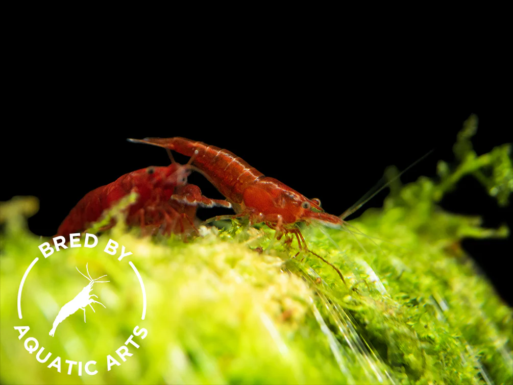 Bloody Mary Shrimp (Neocaridina davidi), BREDBY: Aquatic Arts
