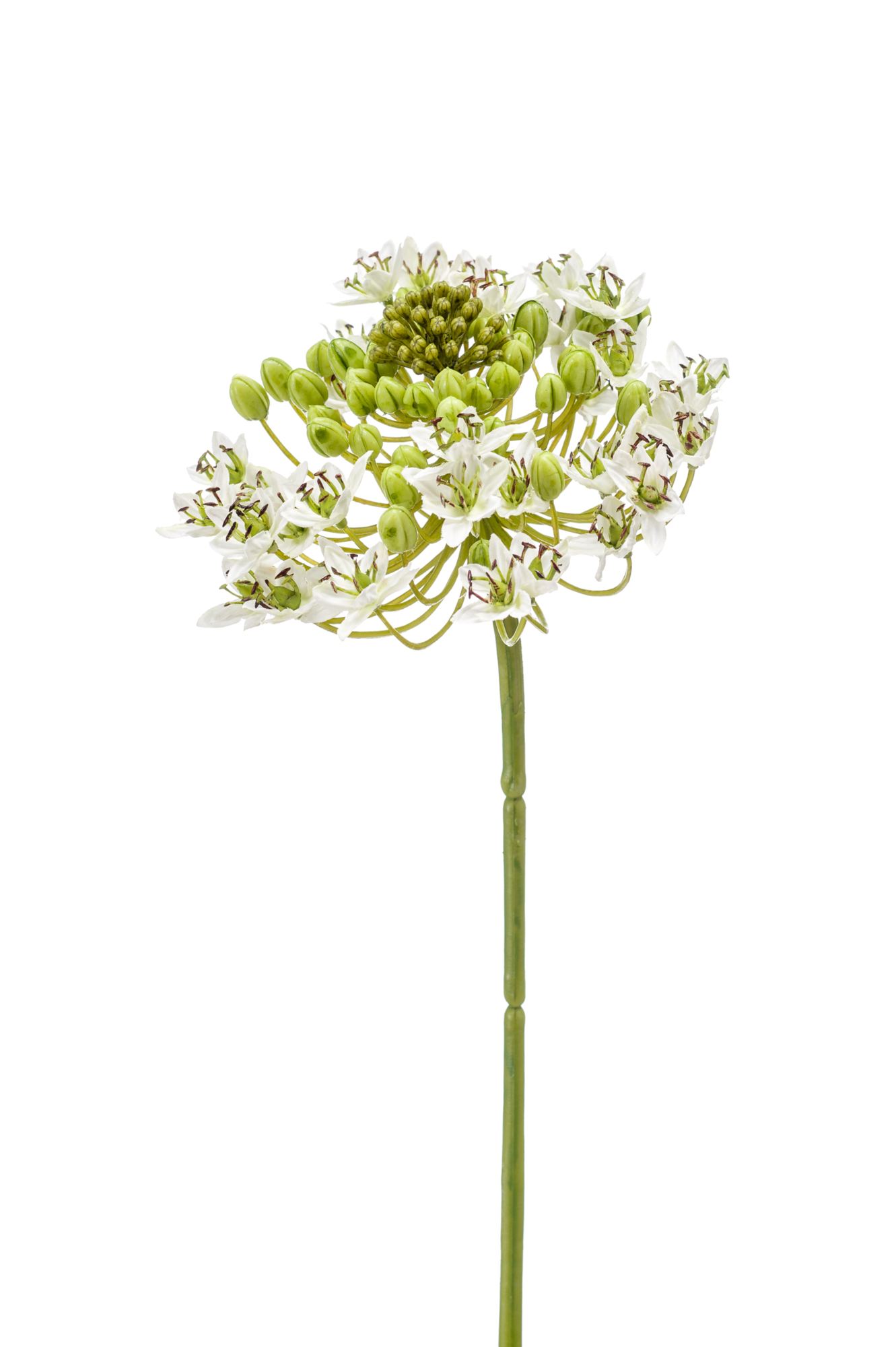 Ornithogalum white