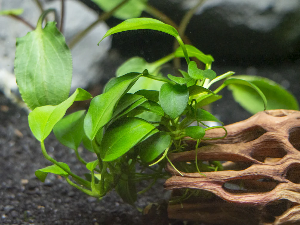 Petite Anubias Nana (Anubias barteri var. “Petite Nana”), Bare Root