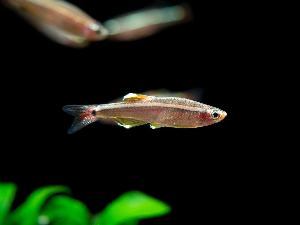 White Cloud Mountain Minnow (Tanichthys albonubes), Tank-Bred