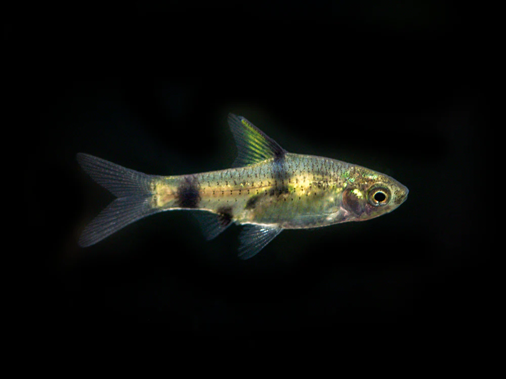 Golden Dwarf Barb (Pethia gelius), Tank-Bred!!!