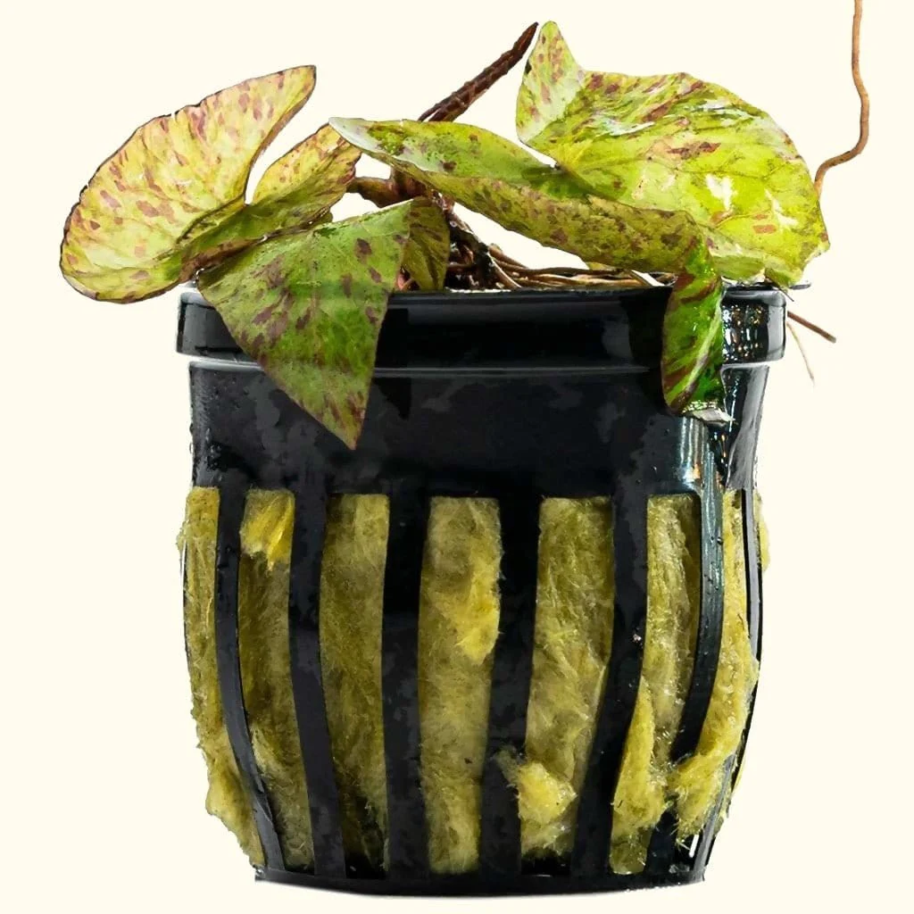Tiger Lotus Bulb