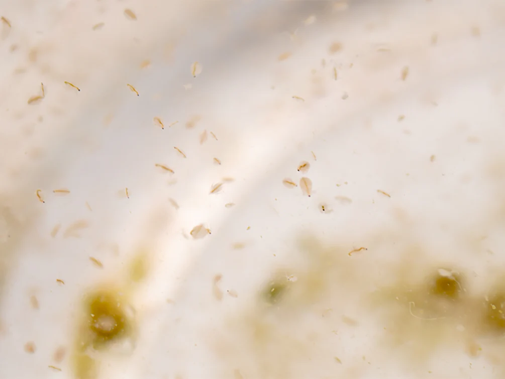 Live Moina Macrocopa (Water Flea) Culture - Aquatic Arts
