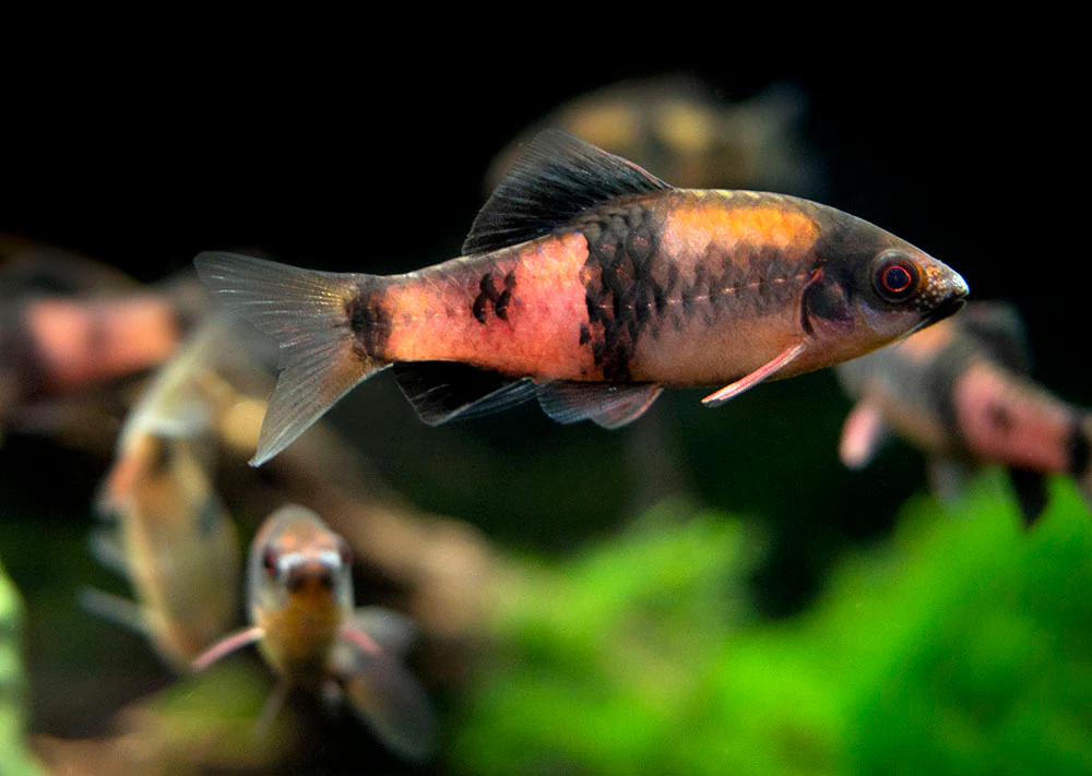 Red Panda AKA Melon Barb (Haludaria fasciata)
