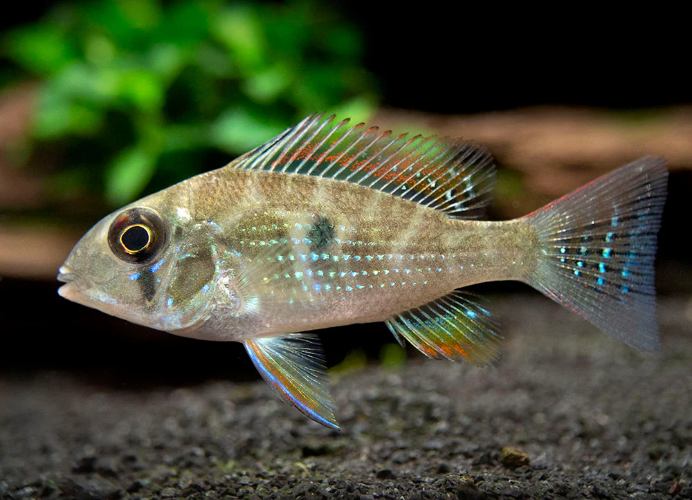 Threadfin Acara Cichlid (Acarichthys heckelii), Tank-Bred