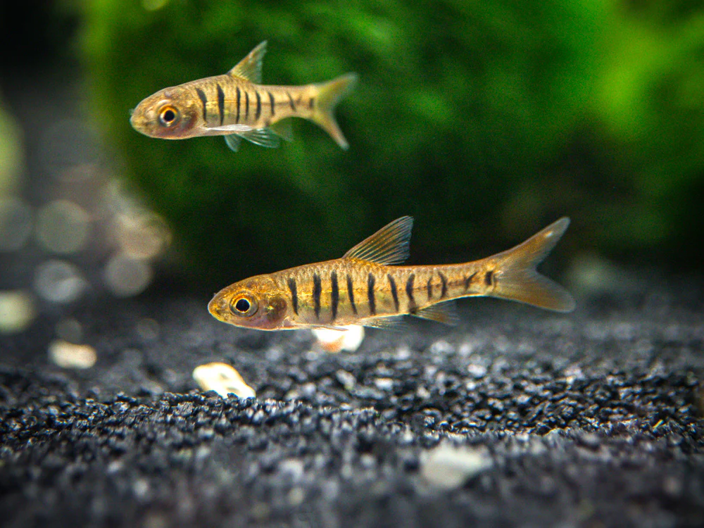 African Banded Barb (Barbus fasciolatus) - Tank-Bred