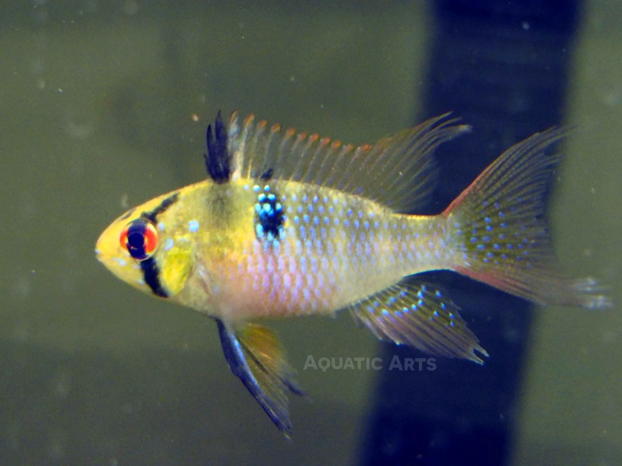 German Blue Ram Dwarf Cichlid (Mikrogeophagus ramirezi) - Tank-Bred!
