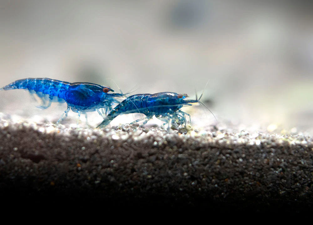 Dream Blue Velvet Shrimp Breeder Combo Box