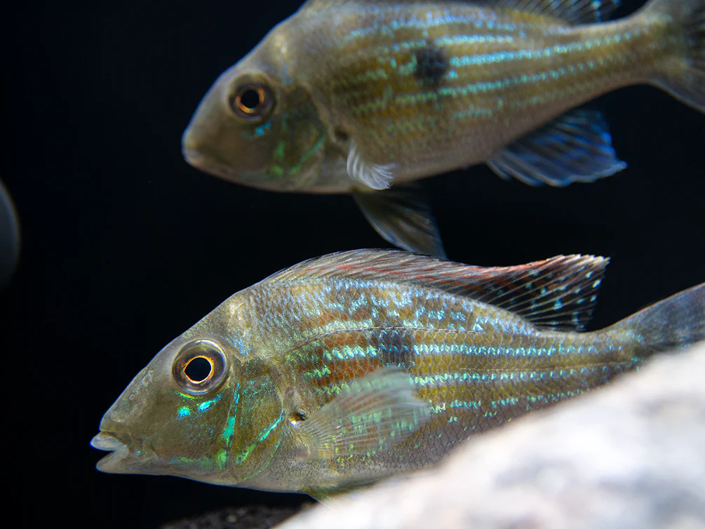 Sven's Eartheater Cichlid (Geophagus sveni), Tank-Bred!