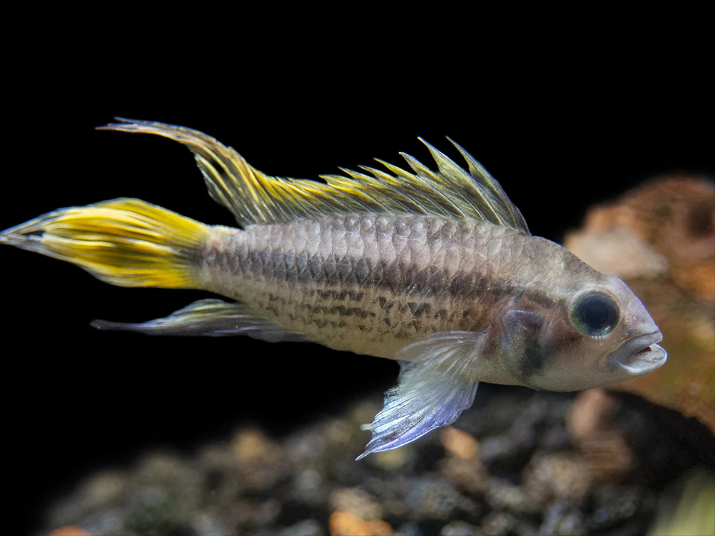 Yellow Flash Cockatoo Dwarf Cichlid (Apistogramma cacatuoides), Tank-Bred
