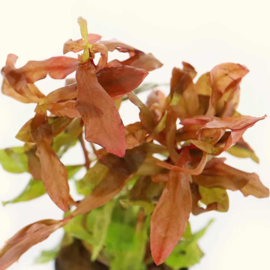 Ammannia Gracilis