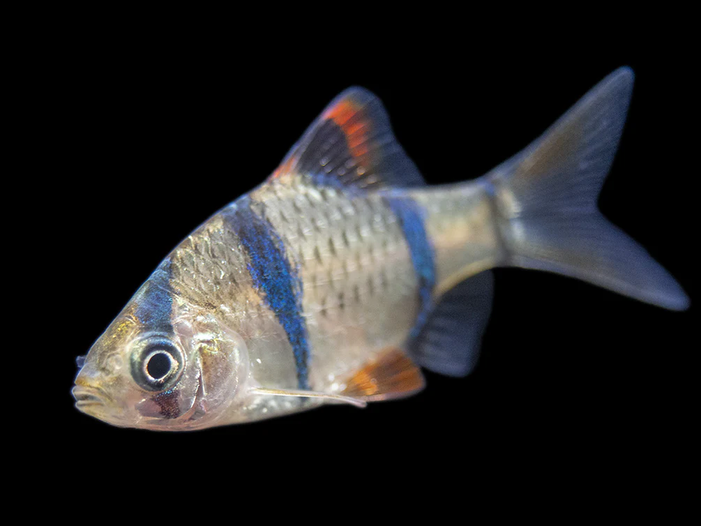 Tiger Barb (Puntigrus tetrazona), Tank-Bred