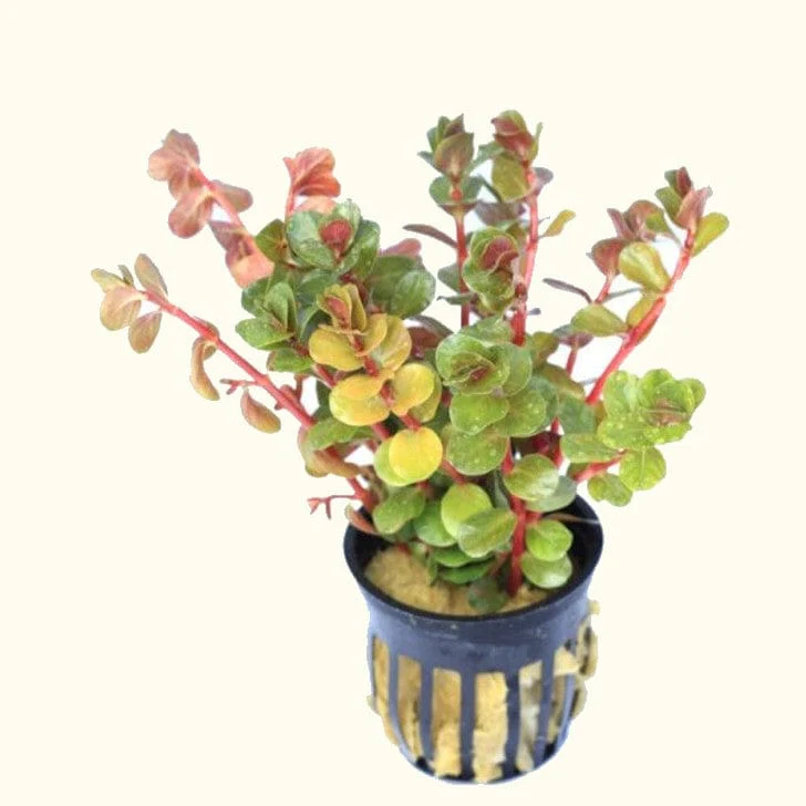 Rotala H’ra