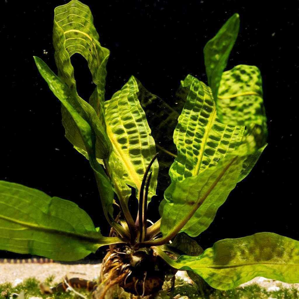 Aponogeton Boivinianus