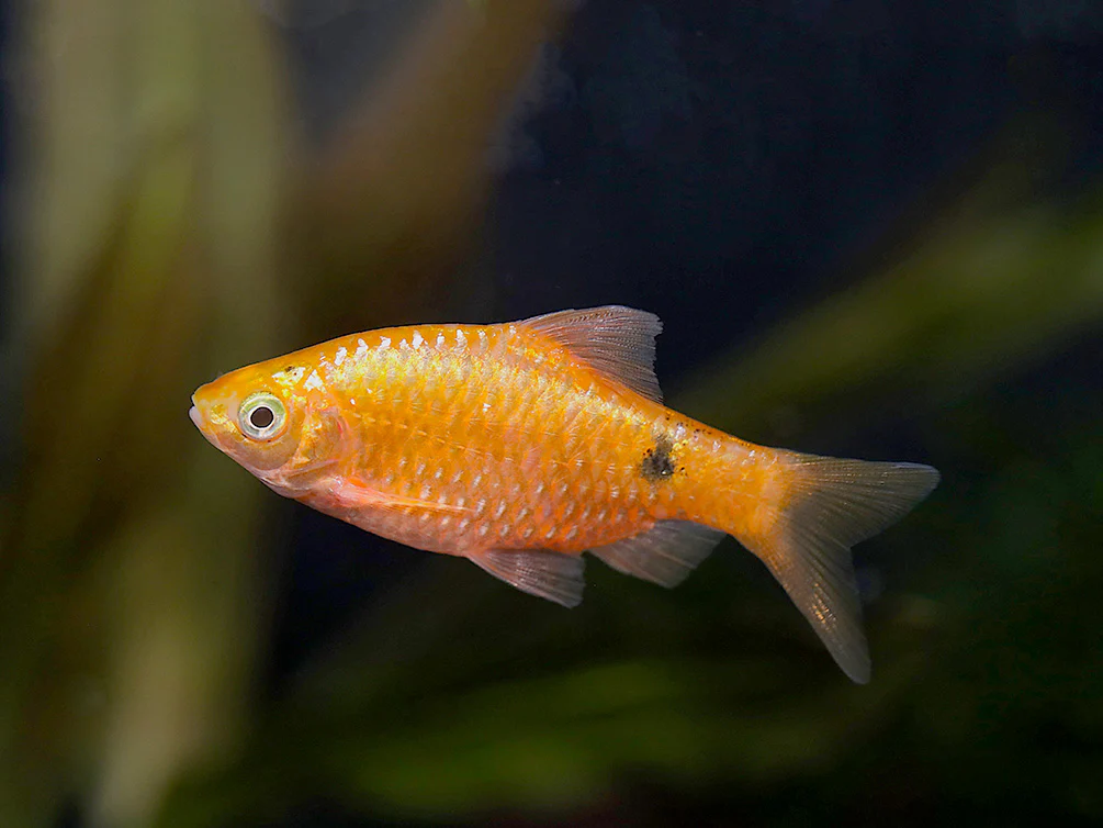 Rosy Barb (Puntius conchonius) – Tank Bred