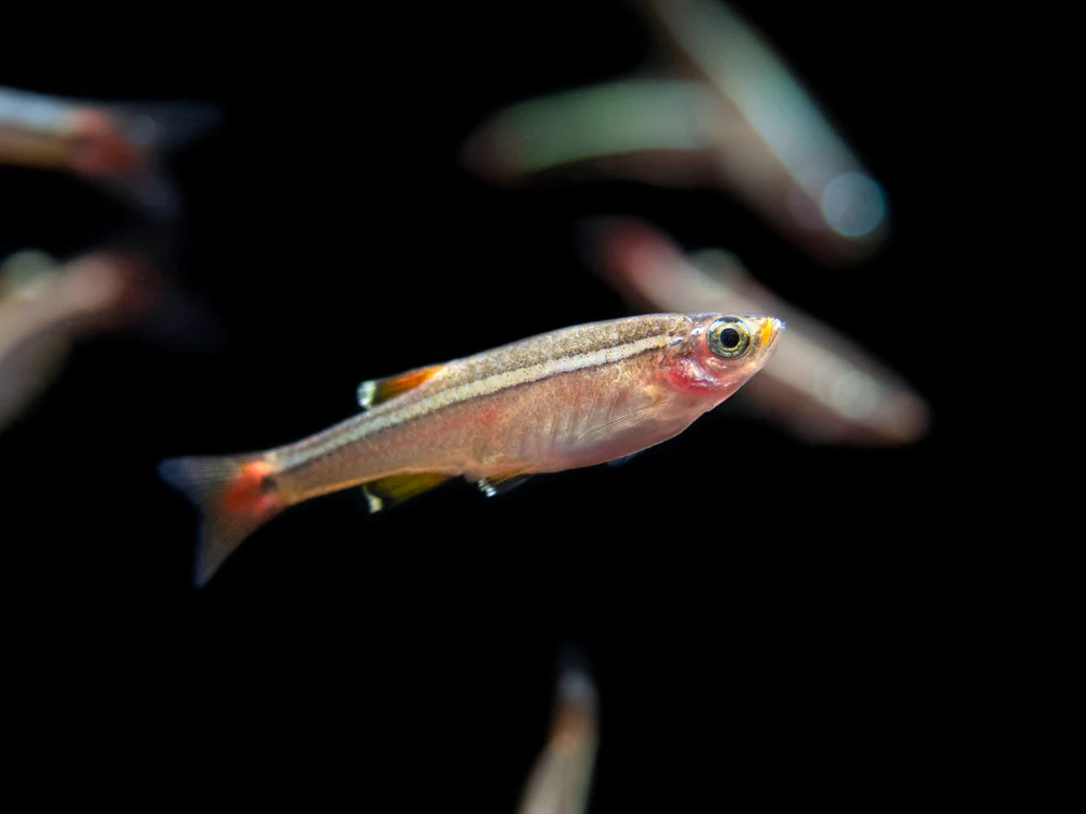White Cloud Mountain Minnow (Tanichthys albonubes), Tank-Bred