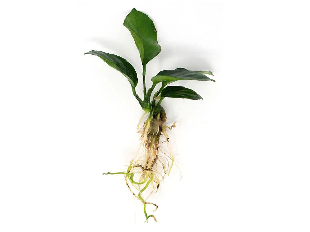 Anubias Beginner Combo Pack