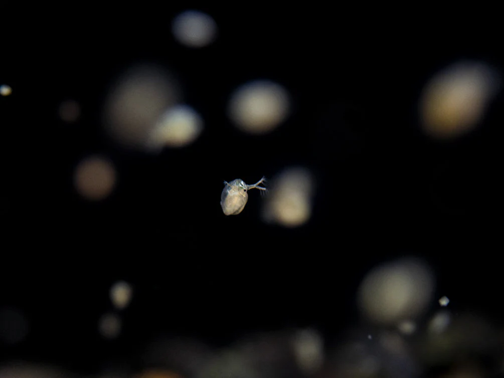 Live Daphnia and Scud Cultures Combo Pack - Aquatic Arts