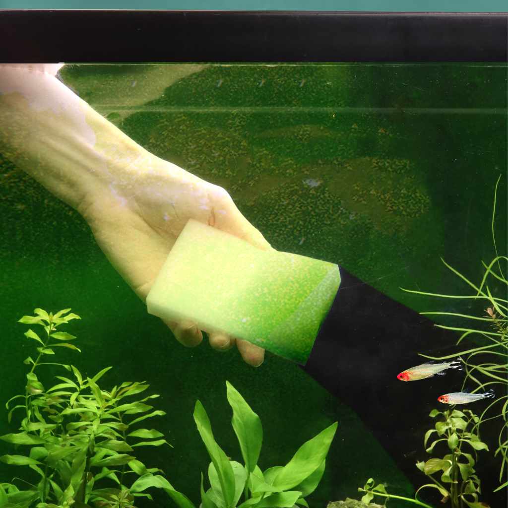 Algae Scrubber (3-PACK)