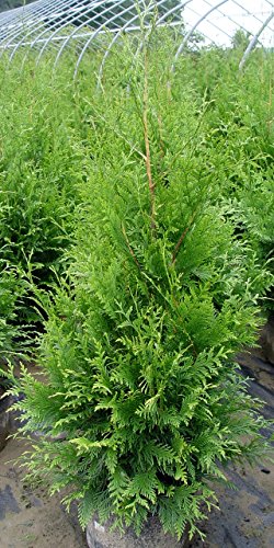 Green Promise Farms ENTHGG03 Live Plant Thuja-X Green Giant Evergreen (Western Arborvitae), 3 Gallon