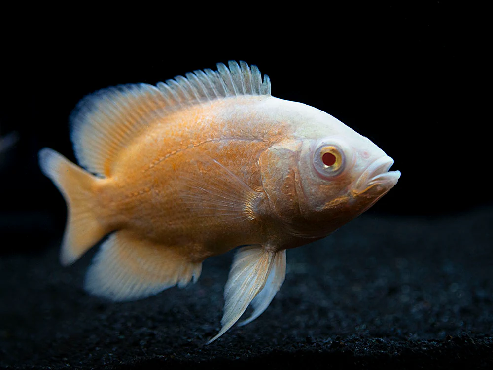 Albino Red Oscar (Astronotus ocellatus), Tank-Bred